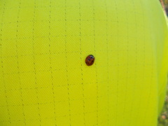 Coccinella septempunctata