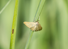 Sitochroa verticalis