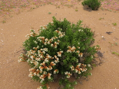 Heliotropium floridum