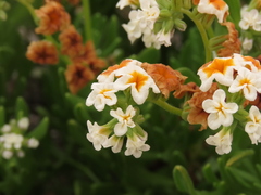 Heliotropium floridum