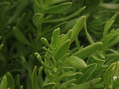 Heliotropium floridum