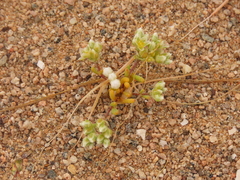 Microphyes litoralis