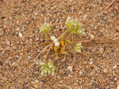 Microphyes litoralis