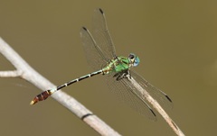 Erpetogomphus elaps
