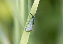 Jordanita globulariae