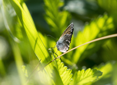 Coenonympha glycerion