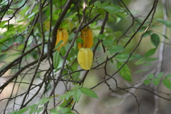 Averrhoa carambola
