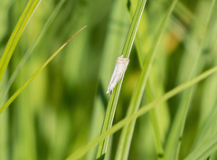 Chrysoteuchia culmella