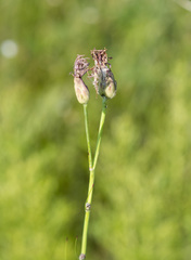 Scorzonera purpurea