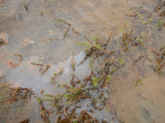 Hippuris tetraphylla