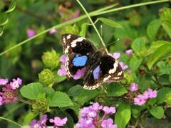 Junonia oenone oenone