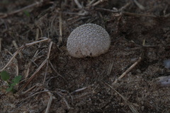 Lycoperdon curtisii