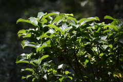 Aquilaria sinensis