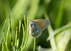 Coenonympha glycerion