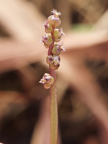 Triglochin laxiflora (Triglochin laxiflora)