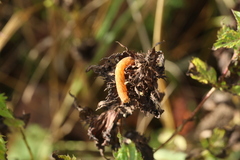 Lacanobia contigua