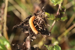 Lacanobia contigua