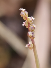 Triglochin laxiflora image