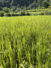 Oryza