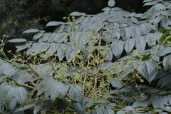 Koelreuteria bipinnata