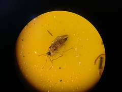 Elaphropeza ephippiata