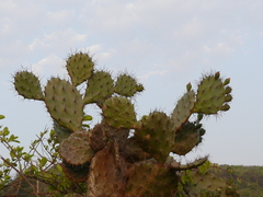 Opuntia elatior