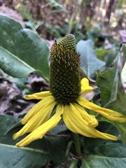 Rudbeckia californica
