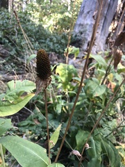 Rudbeckia californica