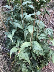 Rudbeckia californica