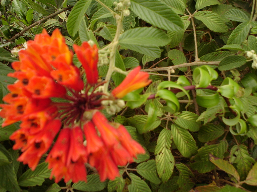 Bomarea purpurea