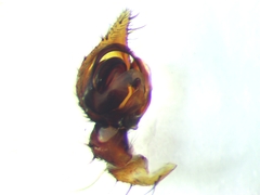 Lycosoides coarctata