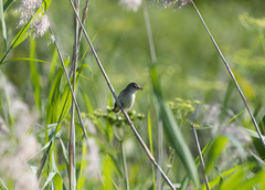 Iduna caligata