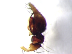 Lycosoides coarctata