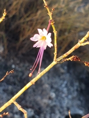 Anulocaulis leiosolenus