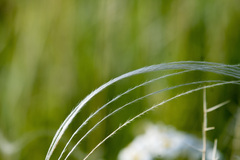 Stipa lessingiana