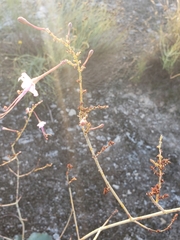 Anulocaulis leiosolenus
