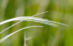 Stipa lessingiana