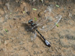 Macrothemis pseudimitans