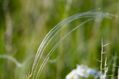 Stipa lessingiana