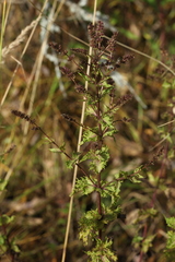 Mentha spicata