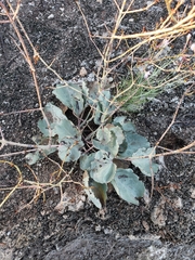 Anulocaulis leiosolenus