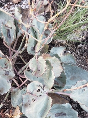 Anulocaulis leiosolenus