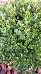 Buxus sempervirens