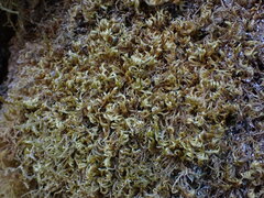 Homalothecium fulgescens