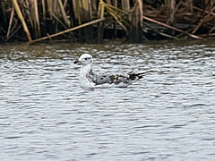 Ichthyaetus ichthyaetus