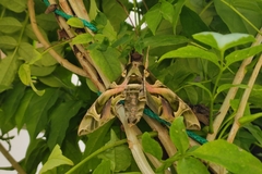 Daphnis nerii