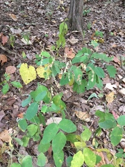 Lespedeza frutescens