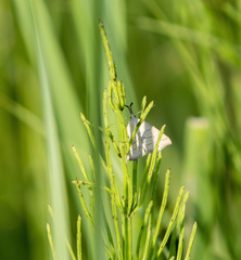 Polypogon tentacularia