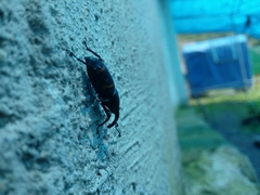 Cactophagus spinolae