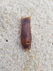 Scyliorhinus canicula